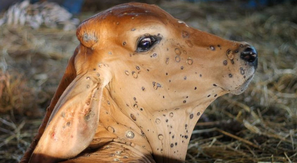 ‘लम्पी स्किन’बाट १५ लाखभन्दा बढी पशु संक्रमित, ५२ हजार मरे